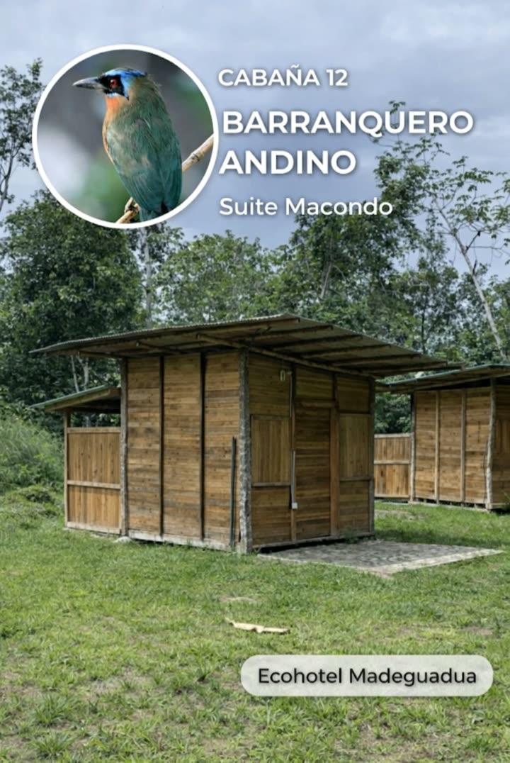 Suite Macondo